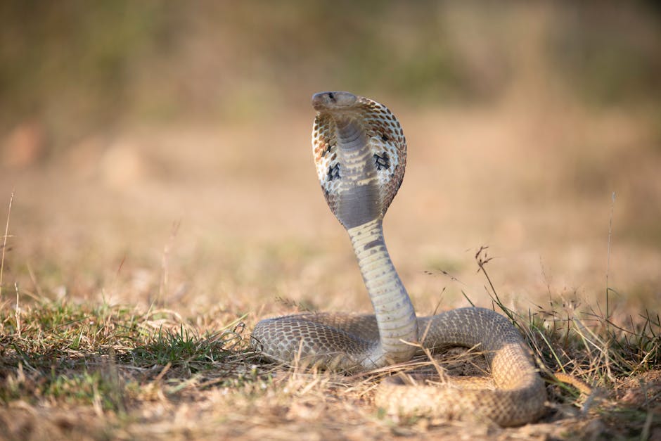 코베아 거실 형 텐트