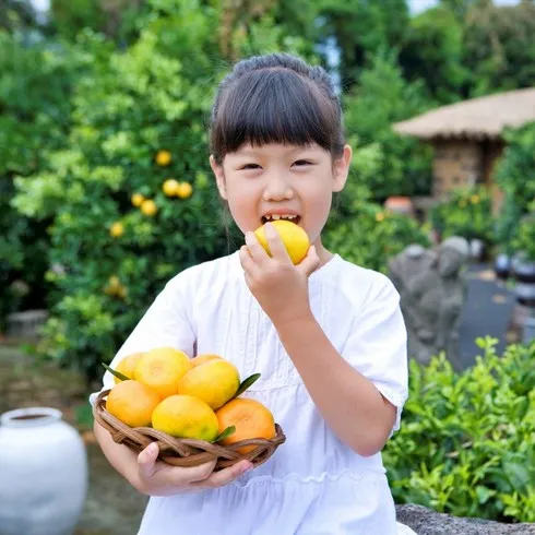 제주 하우스감귤 3.5kg 블랙프라이데이 보다 저렴한 상품 TOP9